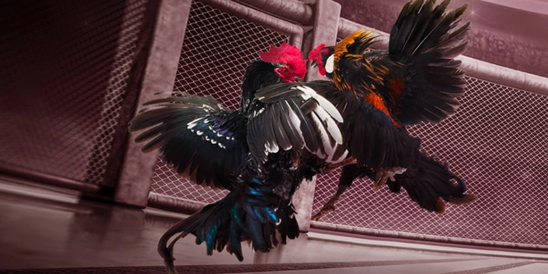 Đá Gà Trực Tiếp Thomo Cập Nhật Full HD Gay Cấn Tại 9bet